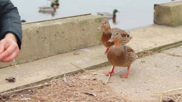 Kind People Feeding Wild Ducks Hand Cold Autumn Day Slow — Stock Video