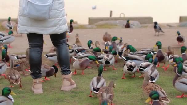 Woman Feeding Wild Ducks River Cold Autumn Day Slow Motion — Stok Video