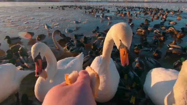 Soğuk Kış Günü Nde Nehir Kenarındaki Vahşi Kuğuların Beslenmesi Kişi — Stok video