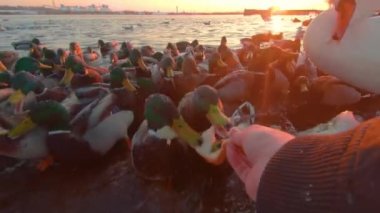 Soğuk Kış Günü 'nde Sunrise' da Nehir kenarındaki Ekmek ile Kuşları Beslemek - İlk Kişi Görünümü, Yavaş Hareket. Bir sürü Aç Ördek, Kuğu ve Martı Elden Ekmek Yiyor ve Yemek İçin Savaşıyor - POV