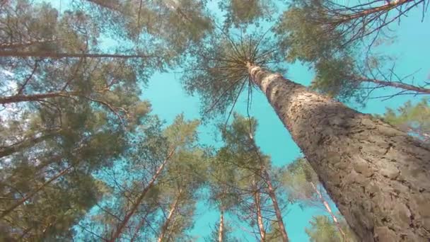 소나무 거닐면서 나무들을 바라본다 여름의 축제는 여름의 열리는 행사이다 나무의 — 비디오
