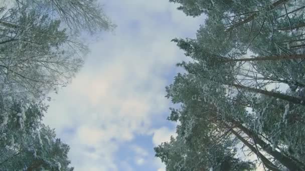 冬季松树林的低角度视图 穿越针叶树 冬日的雪地松树的树梢的最底层视图 天空可以透过松树的枝条看到 — 图库视频影像