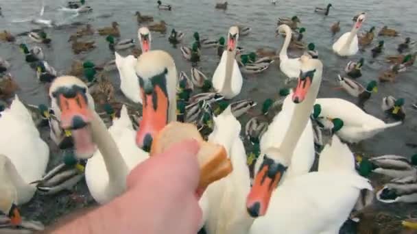 主に曇りの日に川でパンでスワンに餌を与える 最初の人物のビュー スローモーション スウェーデン人は手から食べる ポンドにスワンとドックがたくさんあります ワイルドに飢えた鳥たち 食べ物のための鳥の戦い Pov — ストック動画