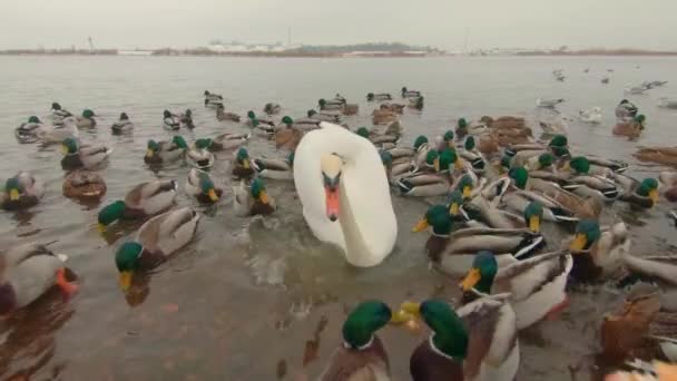 Годування Диких Лебедів Біля Річки Холодний Зимовий День Вид Від — стокове відео