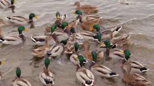 Fütterung Von Wildenten See Oder Fluss Bei Kaltem Herbsttag Zeitlupe — Stockvideo
