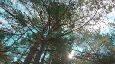 Çam Ormanı 'ndan geçip Ağaçlara bakmak. Sunny Summer Day 'de Pine Crowns' un alt görüntüsü. Gökyüzü ağaçların tepesinden görülebilir.