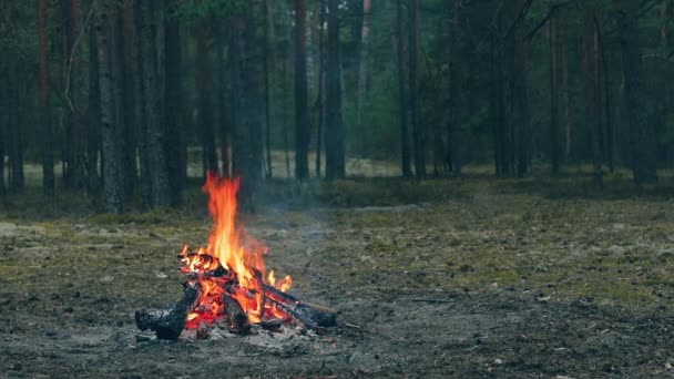 Oheň Hořící Lesích Večer Hořící Táborák Krb Přírodě Statický Výstřel — Stock video