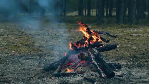 Uma Fogueira Arder Floresta Noite Fogueira Flamejante Lareira Natureza Tiro — Vídeo de Stock