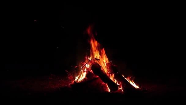 Night Bonfire Burns Dark Forest Isolated Black Flaming Campfire Nighttime — Stok video