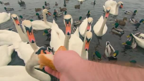 Годування Лебедів Хлібом Річці Основному Похмурий День Вид Від Першої — стокове відео