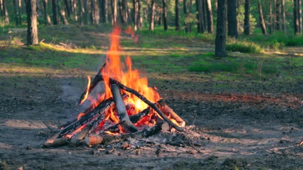 Evening Bonfire Burns Pine Forest Summer Flaming Campfire Place Bonfire — Stock Video