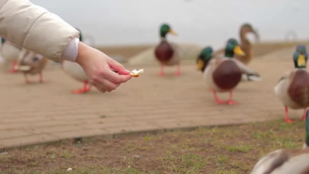 Kind People Feeding Wild Ducks Hand Cold Autumn Day 슬로우 — 비디오