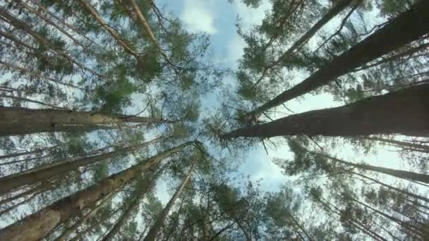 木々を見上げていると 松林の角度が低く見えます サニーサマーデーの松冠の下からの眺め 木々の上から空を見ることができます 前方ジンバル安定化運動 — ストック動画