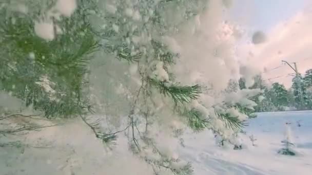 Hóesés Fenyőágakból Napos Téli Napon Lassú Mozgás Séta Tűlevelű Erdőben — Stock videók