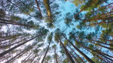 Renkli Çam Ormanı 'nın Düşük Açı Manzarası, Kozalaklı Ağaçların İçinden Yürümek - Sağdan Hareket Etmek. Güneşli Yaz Günü 'nde Çam Tepelerinin Alt Manzarası. Gökyüzü Çam Tepeleri 'nden görülebilir