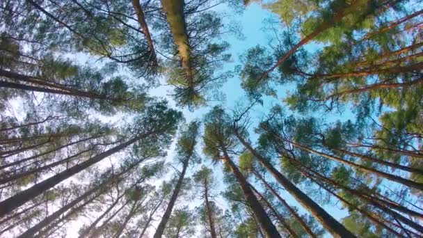 Alacsony Szög Kilátás Színes Nyári Fenyőerdő Séta Tűlevelű Fák Mozgó — Stock videók