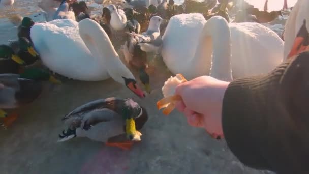 Feeding Wild Birds River Cold Winter Day First Person View — Stock Video
