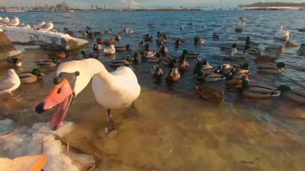 Krmení Volně Žijících Ptáků Blízkosti Řeky Chladném Zimním Dni Pohled — Stock video