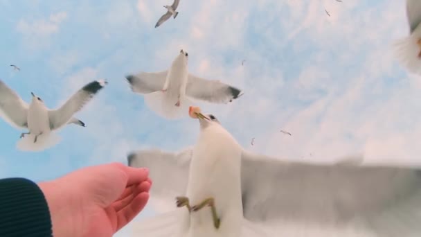 Seagulls Eat Bread Hand Flight Super Slow Motion Lot Hungry — Stock Video