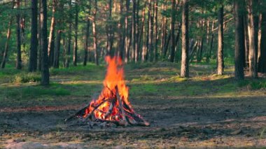 Akşam Ateşi Yazın Çam Ormanı 'nda yanıyor. Alevli Kamp Ateşi, Şenlik Ateşi İçin Yer. Fire Pit Out, Wood On Fire, Flying Sparks ve Smoke. Seyahat ve Turizm Konsepti - Yavaş Hareket