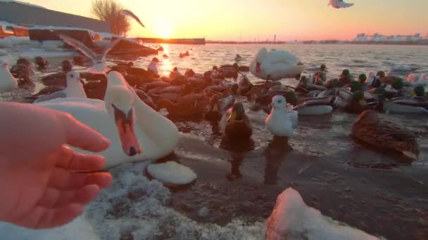 Vogelfütterung Mit Brot Flussnähe Bei Sonnenaufgang Kalten Wintertagen Ich Perspektive — Stockvideo