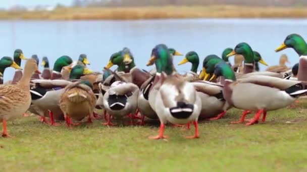 Soğuk Sonbahar Günü Parkta Vahşi Ördeklerin Beslenmesi Yavaş Hareket Vahşi — Stok video