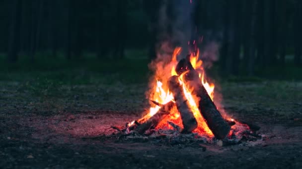 Seara Focul Pini Arde Pădurea Pin Vara Flaming Campfire Loc — Videoclip de stoc