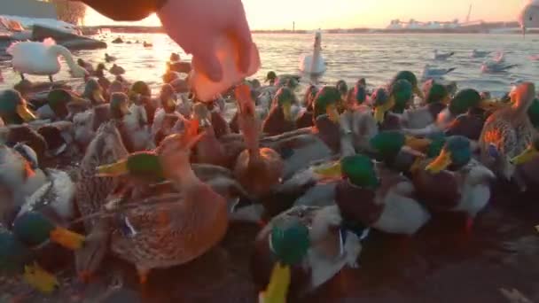 Vogelfütterung Mit Brot Flussnähe Bei Sonnenaufgang Kalten Wintertagen Ich Perspektive — Stockvideo