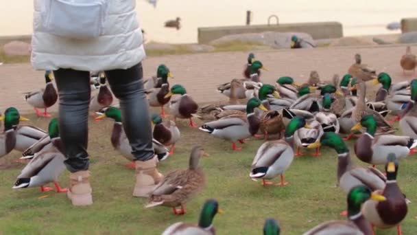 Woman Feeding Wild Ducks River Cold Autumn Day Slow Motion — Vídeo de Stock