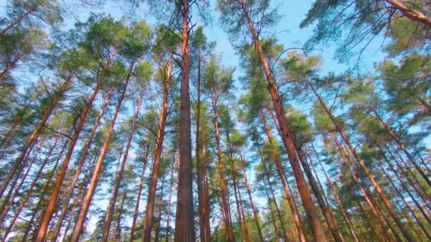 Alacsony Szög Kilátás Színes Nyári Fenyőerdő Séta Tűlevelű Fák Fenyők — Stock videók
