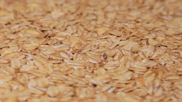 Uncooked Oat Flakes Rotating Scattered Dry Raw Oat Flakes Healthy — Stok video