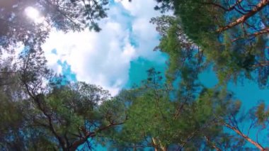 Renkli Çam Ormanı 'nın Düşük Açı Manzarası, Kozalaklı Ağaçların İçinden Yürümek - Sağdan Hareket Etmek. Güneşli Yaz Günü 'nde Çam Tepelerinin Alt Manzarası. Gökyüzü Çam Tepeleri 'nden görülebilir