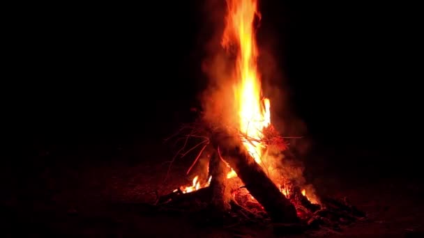 Night Bonfire Burns Dark Forest Isolated Black Background Inglés Fogata — Vídeos de Stock