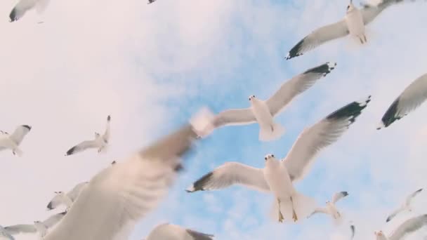 Чайки Ловлять Хліб Польоті Повільний Рух Багато Голодних Птахів Повітрі — стокове відео