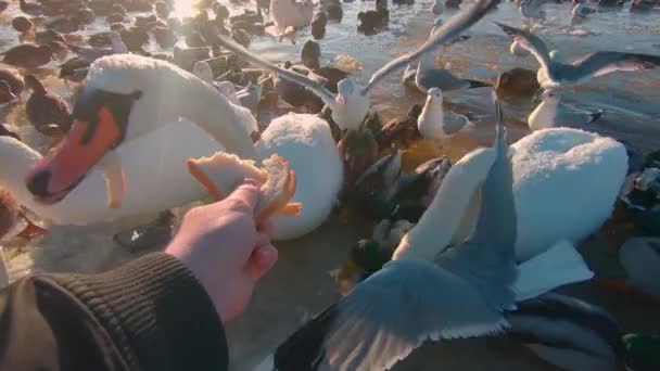 寒冷冬日在河边喂养野鸟 第一人称观 慢动作 野生的饥饿的小鸟 鸟类为食物而战 用Bread Pov喂鸭 天鹅和海鸥 — 图库视频影像
