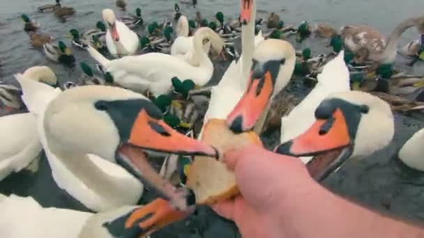 Ταΐζοντας Κύκνους Ψωμί Στον Ποταμό Κυρίως Νεφελώδη Ημέρα Άποψη Πρώτου — Αρχείο Βίντεο