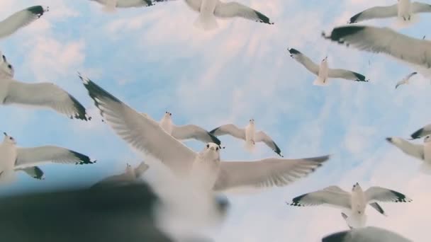 Veel Meeuwen Vliegen Bewolkte Lucht Super Slow Motion Vogels Lucht — Stockvideo