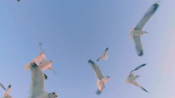 Gaivotas Apanham Pão Voo Muitos Pássaros Famintos Alimentando Gaivotas Com — Vídeo de Stock