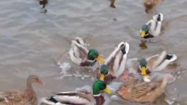 Soğuk Sonbahar Gününde Gölde Vahşi Ördeklerin Beslenmesi - Yavaş Hareket. Vahşi Doğadaki Çok Aç Kuşlar. Yemek için savaşan kuşlar. İnsanlar hayvanları umursar. Ördekler ekmek yer. İnsan ve Doğa