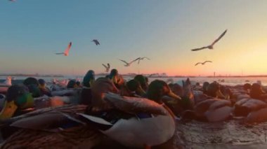 Soğuk Kış Günü 'nde Sunrise' da Nehir kenarındaki Ekmek ile Kuşları Beslemek - İlk Kişi Görünümü, Yavaş Hareket. Bir sürü Aç Ördek, Kuğu ve Martı Elden Ekmek Yiyor ve Yemek İçin Savaşıyor - POV