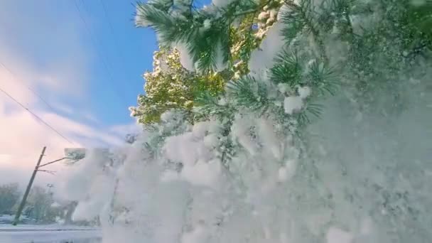 Snow Falls Van Dennenbomen Takken Zonnige Winterdag Slow Motion Wandelen — Stockvideo