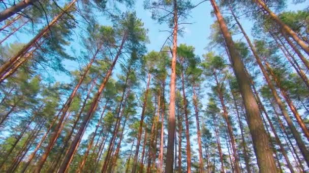 Alacsony Szög Kilátás Színes Nyári Fenyőerdő Séta Tűlevelű Fák Fenyők — Stock videók
