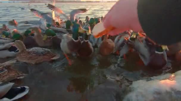 Voeren Vogels Met Brood Buurt Van Rivier Bij Zonsopgang Koude — Stockvideo
