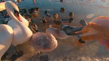 Soğuk Kış Günü 'nde Nehir kenarındaki Vahşi Kuşların Beslenmesi - İlk Kişi Görünümü, Yavaş Hareket. Vahşi Doğadaki Çok Aç Kuşlar. Yemek için savaşan kuşlar. Ekmekli Ördekler, Kuğular ve Martılar Besleniyor - POV