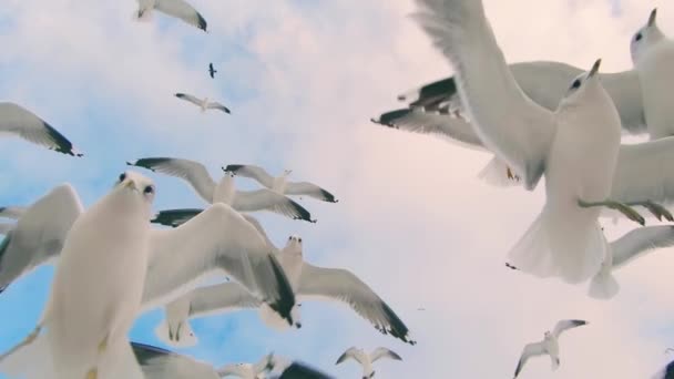 Spousta Racků Fly Cloudy Sky Super Slow Motion Ptáci Vzduchu — Stock video