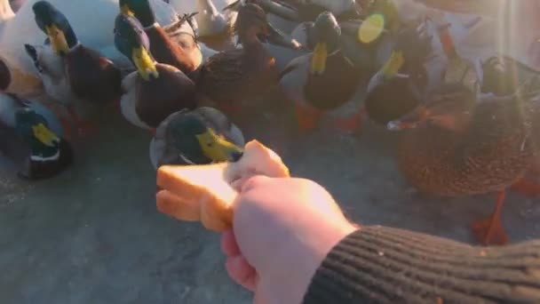 Soğuk Kış Günü Nde Nehir Kenarındaki Vahşi Kuşların Beslenmesi Kişi — Stok video