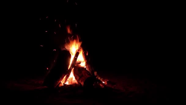 Night Bonfire Burns Dark Forest Isolated Black Background Inglés Fogata — Vídeos de Stock