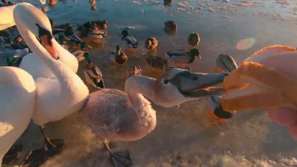 Τροφή Των Άγριων Πουλιών Κοντά Στο Ποτάμι Κατά Την Κρύα — Αρχείο Βίντεο