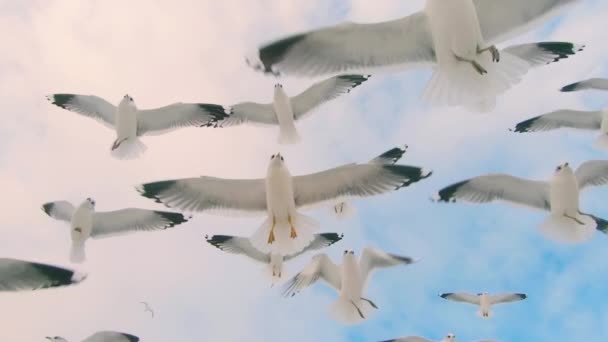 Veel Meeuwen Vliegen Bewolkte Lucht Super Slow Motion Vogels Lucht — Stockvideo