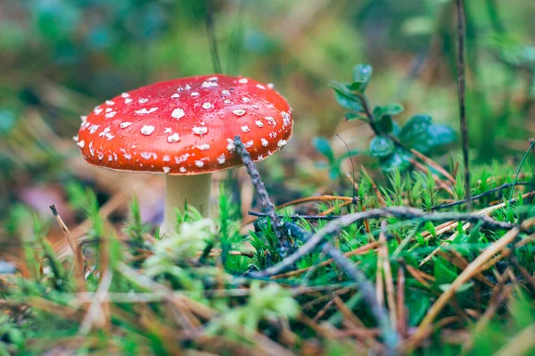 Mature Amanita Muscaria, Known as the Fly Agaric or Fly Amanita: Healing and Medicinal Mushroom with Red Cap Growing in Forest. Can Be Used for Micro Dosing, Spiritual Practices and Shaman Rituals